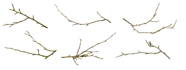 a withered twig on a white isolated background