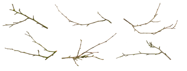 a withered twig on a white isolated background