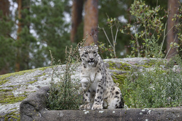 The snow leopard (Panthera uncia), commonly known as the ounce, is a species of large cat in the genus Panthera of the family Felidae. 