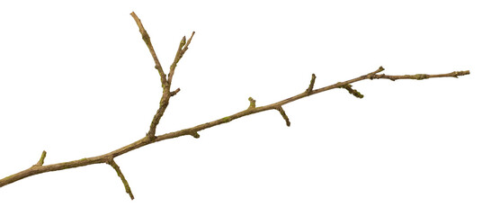 a withered twig on a white isolated background