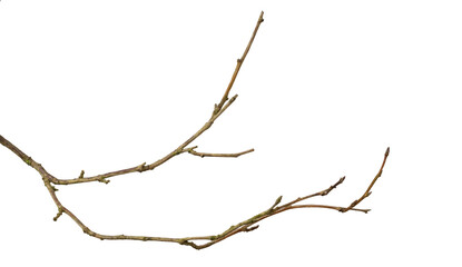 a withered twig on a white isolated background - obrazy, fototapety, plakaty