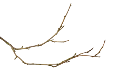 a withered twig on a white isolated background