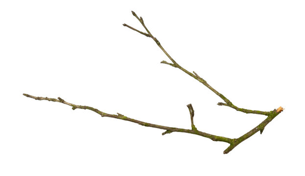 a withered twig on a white isolated background