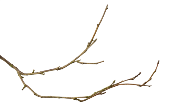 a withered twig on a white isolated background