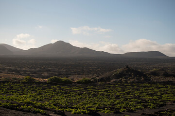 Fototapeta na wymiar landscape of vineyards in volcanic lands in la geria, canary islands, spain