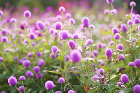Vibrant Globe Amaranth (Gomphrena) - A Splash of Color and Elegance