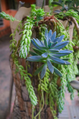 Succulent plants are a group of plants known for their ability to store water in their leaves, stems, or roots.