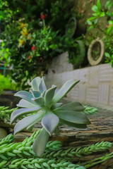 Succulent plants are a group of plants known for their ability to store water in their leaves, stems, or roots.