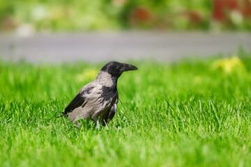 Hooded Crow, Carrion Crow, Corvus corone cornix.