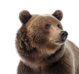 close up shot, portrait of brown bear looking to the side, isolated on transparent background. 