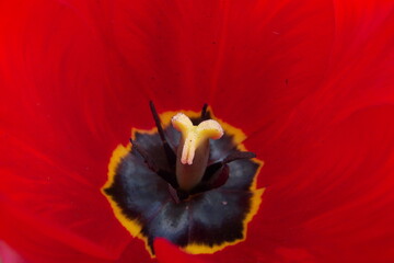 Pistil of a red tulip close-up macro