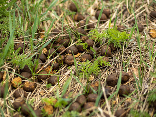 Moose droppings lying on dry grass close-up