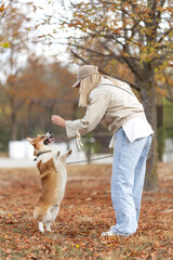 A woman walks with a corgi dog. Training and education.