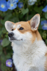 Beautiful portrait of a Corgi dog in nature.