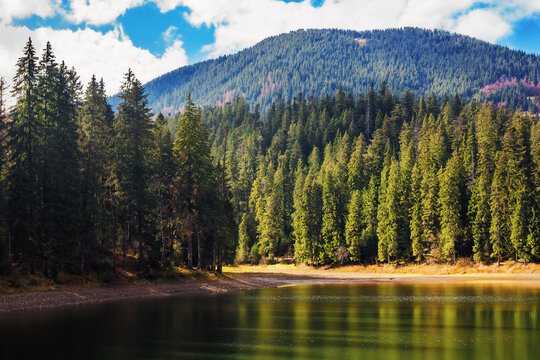 coniferous forest on the shore of synevyr lake. nature scenery in fall colors on a sunny day