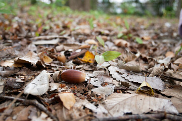 acorn in the forest