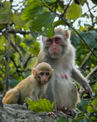 Portrait close-up of a young monkey in the jungle. 