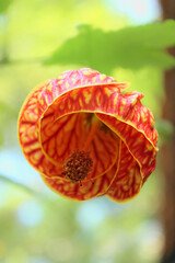 Red flower of the Callianthe striata plant, popularly known as Abutilon striatum, Chinese lantern, Japanese lantern, bell, among others. It is a plant from the Malvaceae family, native to Brazil.