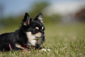 散歩途中で休憩してるチワワちゃん