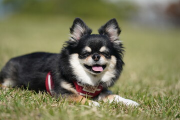 散歩途中で休憩してるチワワちゃん