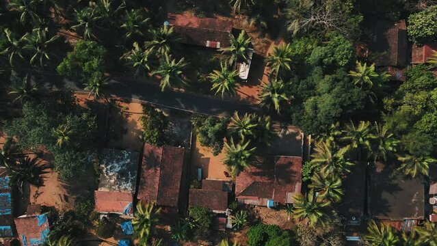Aerial view of Goa city surrounded by coconut trees. Eagle eye view of countryside top traditional home and village in Goa, India. An area that is preferred by foreigners to stay in Goa.
