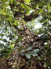 Großer Baum mit tiefer Rinde und wucherden Blättern im Vordergrund, dynamische perspektive