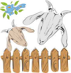 Cute goats live behind the fence, eat blue flowers and then give fresh and tasty milk. Vector image.