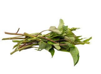 Fresh morning glory or water spinach isolated over white background with clipping path.