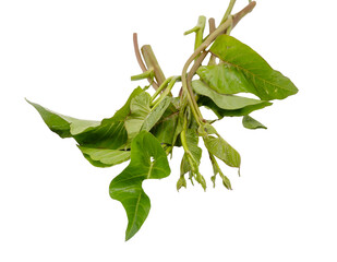 Fresh morning glory or water spinach isolated over white background with clipping path.