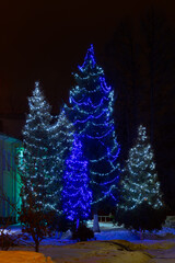 Christmas garlands on huge fir trees. Huge Christmas trees are decorated with bright, colorful garlands.