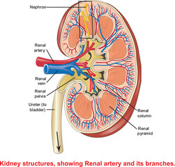 Schematic vector diagram of a kidney. Kidney structure with labeled parts. Renal Blood Flow and Nerve Supply, showing real arteries and its branches