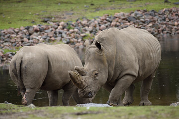 White rhinoceros, white rhino or square-lipped rhinoceros (Ceratotherium simum)