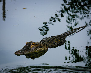 alligator in the swamp