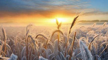 Fotobehang Field with winter wheat crops, leaves of germinating grain covered with morning frost. Sunrise early in the morning on the farm field. © HN Works