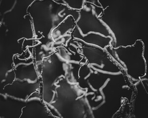 twisted branches