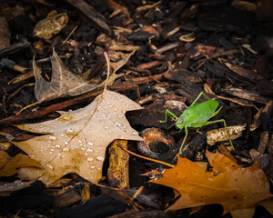 Katydid with autumn leaves on the ground