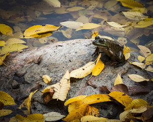 frog on a rock