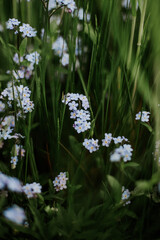 Piękne, gęste niezapominajki. Drobne niebieskie kwiatki.