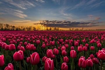 Obraz premium Tulipanowe Pole