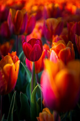 Fototapeta premium Tulipanowe Pole