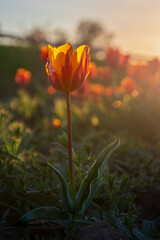 Tulipanowe Pole