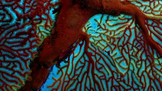 A Striped Triplefin rests gracefully on beautiful sea fan coral growing on the Great Barrier Reef