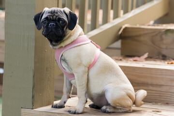 pug posing in stairs at a dog park