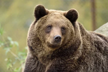Deurstickers The brown bear (Ursus arctos) is a large bear species found across Eurasia and North America. © Carlos Aranguiz
