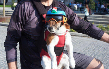 Cute Dog on a Bicycle with Helmet and Goggles. - 669541504