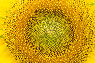 sunflower close up,Closed up the blooming yellow sunflower in the garden