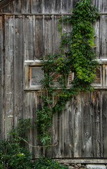 Wooden barn wall with windows and ivy  Kawartha settlers village Bobcaygeon Ontario