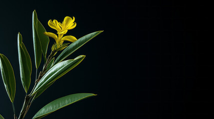 Fototapeta na wymiar A tall, thin-leafed tropical plant with a single yellow blossom