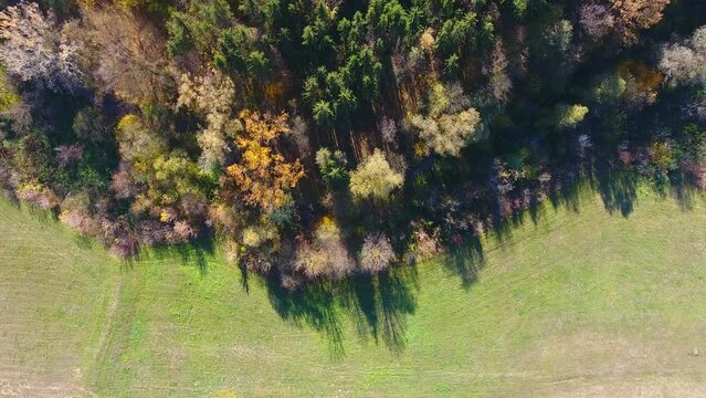 Autumn Forest, aerial view, fly over trees