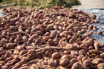 Fresh sweet potatoes on sale at the markets